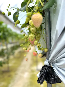 ICHIGOHOUSE.MITAKAに投稿された画像（2026/4/4）