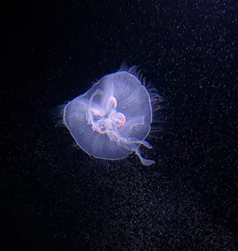 サンシャイン水族館に投稿された画像（2026/4/4）