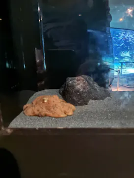 サンシャイン水族館に投稿された画像（2026/4/4）