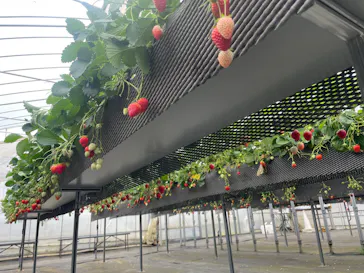 ICHIGOHOUSE.HITACHINAKAに投稿された画像（2026/4/4）