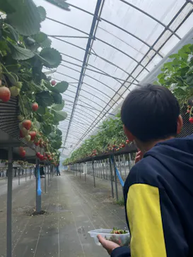 ICHIGOHOUSE.HITACHINAKAに投稿された画像（2026/4/4）