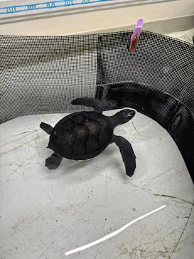 南知多ビーチランド＆南知多おもちゃ王国に投稿された画像（2026/4/4）