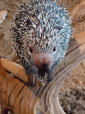 霞ケ浦 どうぶつとみんなのいえに投稿された画像（2026/4/4）