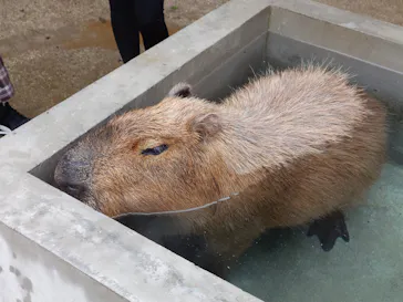 霞ケ浦 どうぶつとみんなのいえに投稿された画像（2026/4/4）