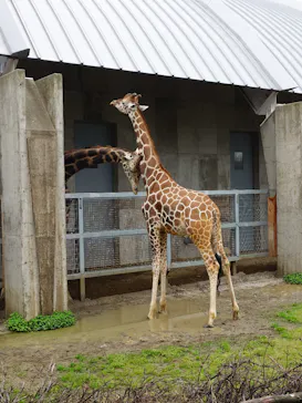 霞ケ浦 どうぶつとみんなのいえに投稿された画像（2026/4/4）