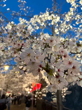 大阪城公園 西の丸庭園に投稿された画像（2026/4/4）