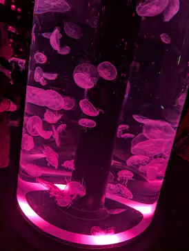 マクセル アクアパーク品川に投稿された画像（2026/4/4）