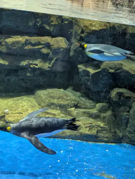 マクセル アクアパーク品川に投稿された画像（2026/4/4）