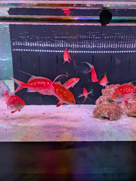 マクセル アクアパーク品川に投稿された画像（2026/4/4）