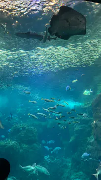 新江ノ島水族館に投稿された画像（2026/4/4）