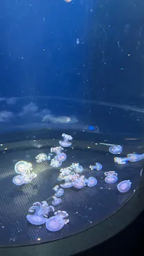 新江ノ島水族館に投稿された画像（2026/4/4）