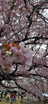 新宿御苑に投稿された画像（2026/4/4）