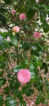 新宿御苑に投稿された画像（2026/4/4）