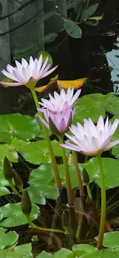 新宿御苑に投稿された画像（2026/4/4）