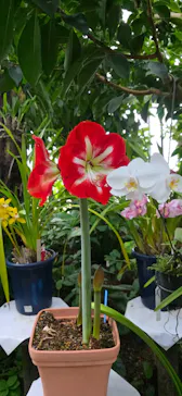 新宿御苑に投稿された画像（2026/4/4）