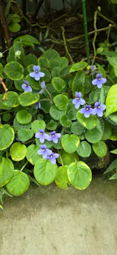 新宿御苑に投稿された画像（2026/4/4）