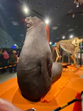 特別展「超危険生物展　科学で挑む生き物の本気」に投稿された画像（2026/4/5）