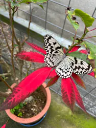 琉球村に投稿された画像（2026/4/4）