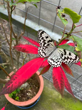 琉球村に投稿された画像（2026/4/4）