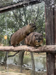 神戸どうぶつ王国に投稿された画像（2026/4/4）