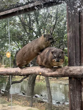 神戸どうぶつ王国に投稿された画像（2026/4/4）
