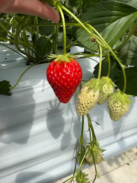 石川農園に投稿された画像（2026/4/5）