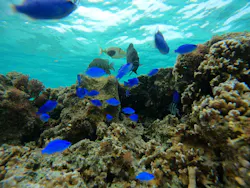 武藤潜水に投稿された画像（2026/4/5）