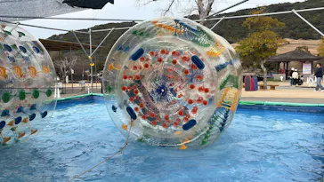 淡路ファームパーク イングランドの丘に投稿された画像（2026/4/5）