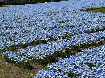 万博記念公園に投稿された画像（2026/4/5）