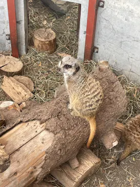 群馬サファリパークに投稿された画像（2026/4/5）