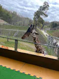 しろとり動物園に投稿された画像（2026/4/5）