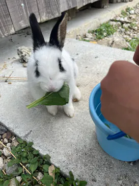 しろとり動物園に投稿された画像（2026/4/5）