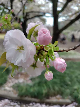 新宿御苑に投稿された画像（2026/4/5）