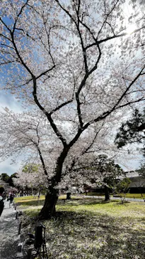 元離宮二条城に投稿された画像（2026/4/5）