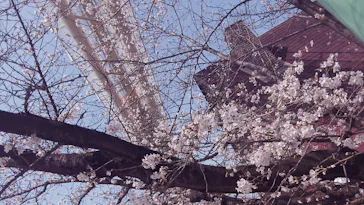 ひらかたパークに投稿された画像（2026/4/5）