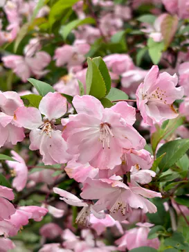 新宿御苑に投稿された画像（2026/4/5）