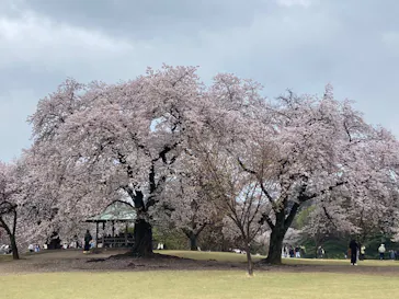 新宿御苑に投稿された画像（2026/4/5）