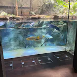 カワスイ 川崎⽔族館に投稿された画像（2026/4/5）