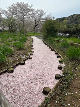 三溪園に投稿された画像（2026/4/5）