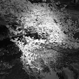 新宿御苑に投稿された画像（2026/4/5）