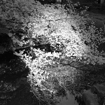 新宿御苑に投稿された画像（2026/4/5）