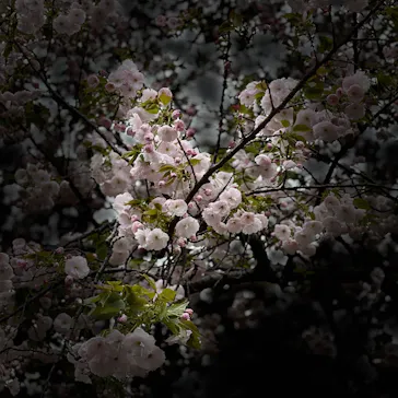 新宿御苑に投稿された画像（2026/4/5）