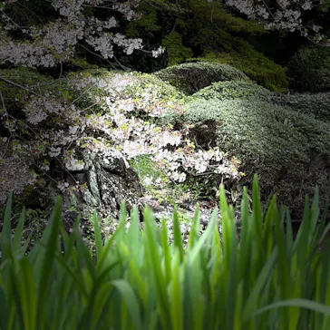新宿御苑に投稿された画像（2026/4/5）