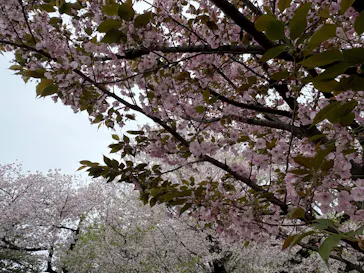 新宿御苑に投稿された画像（2026/4/5）