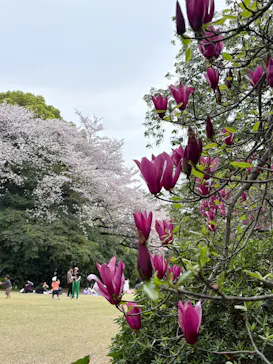新宿御苑に投稿された画像（2026/4/5）
