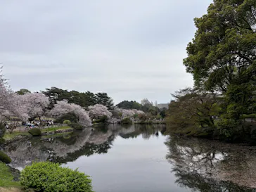 新宿御苑に投稿された画像（2026/4/5）