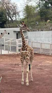東京動物園協会_多摩動物公園に投稿された画像（2026/4/5）