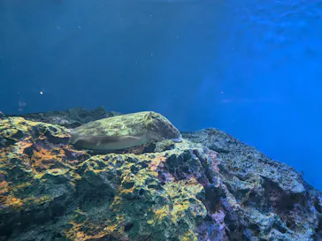 サンシャイン水族館に投稿された画像（2026/4/5）