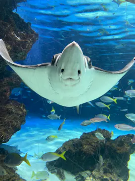 サンシャイン水族館に投稿された画像（2026/4/5）