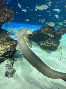 サンシャイン水族館に投稿された画像（2026/4/5）